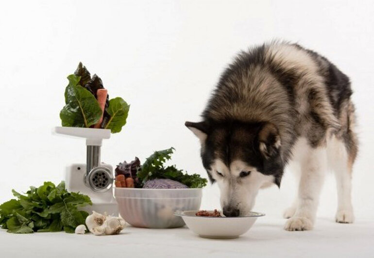 Nhóm thức ăn cho chó Alaska luôn khỏe mạnh và thông minh