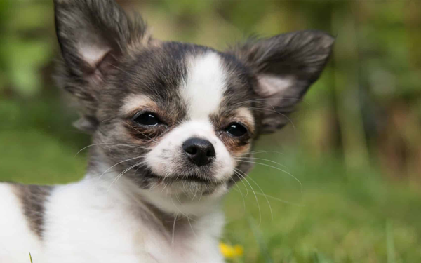 Các giống chó Chihuahua phổ biến và cách chăm sóc (2020)