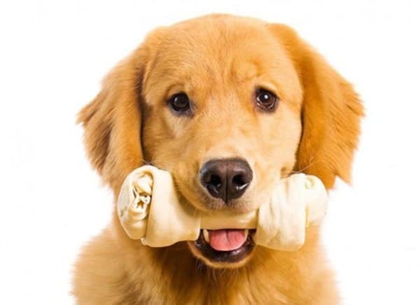 Hướng dẫn huấn luyện chó Phốc sóc tinh khôn, ngoan ngoãn (áp dụng tại nhà)