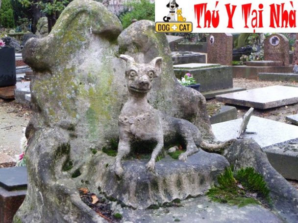Top Các Nghĩa Trang Mai Táng Chó Mèo Tại Việt Nam
