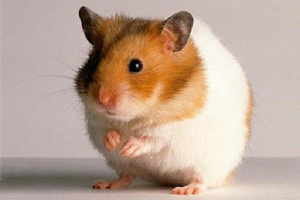 Chuột Hamster ăn gì? Các loại thức ăn cho chuột Hamster