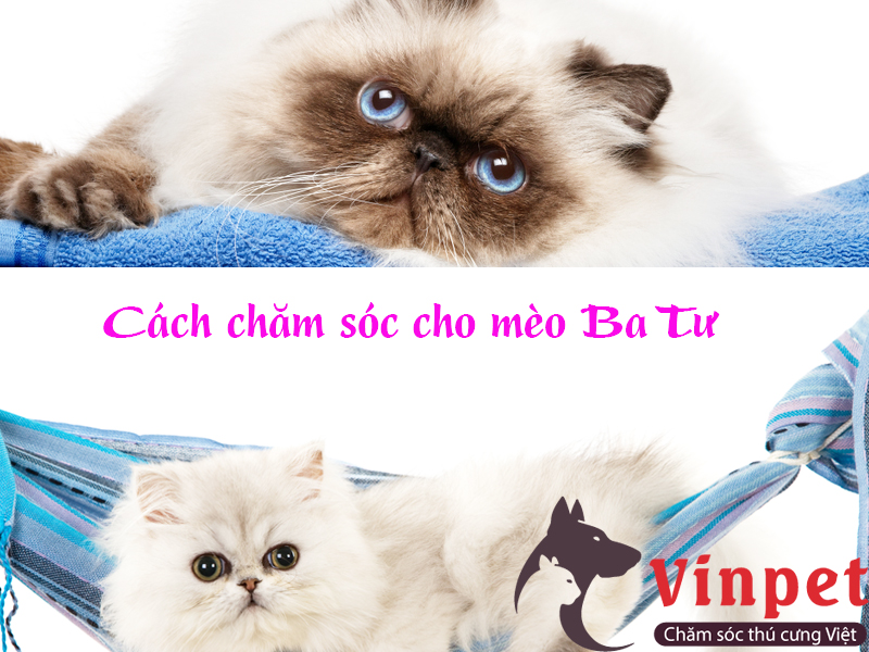 CÁCH CHĂM SÓC MÈO BA TƯ TỐT NHẤT! CÁCH TẮM CHO MÈO BA TƯ