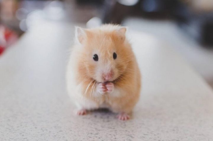 Từ A – Z về cách chăm sóc HAMSTER | Những gì cần biết