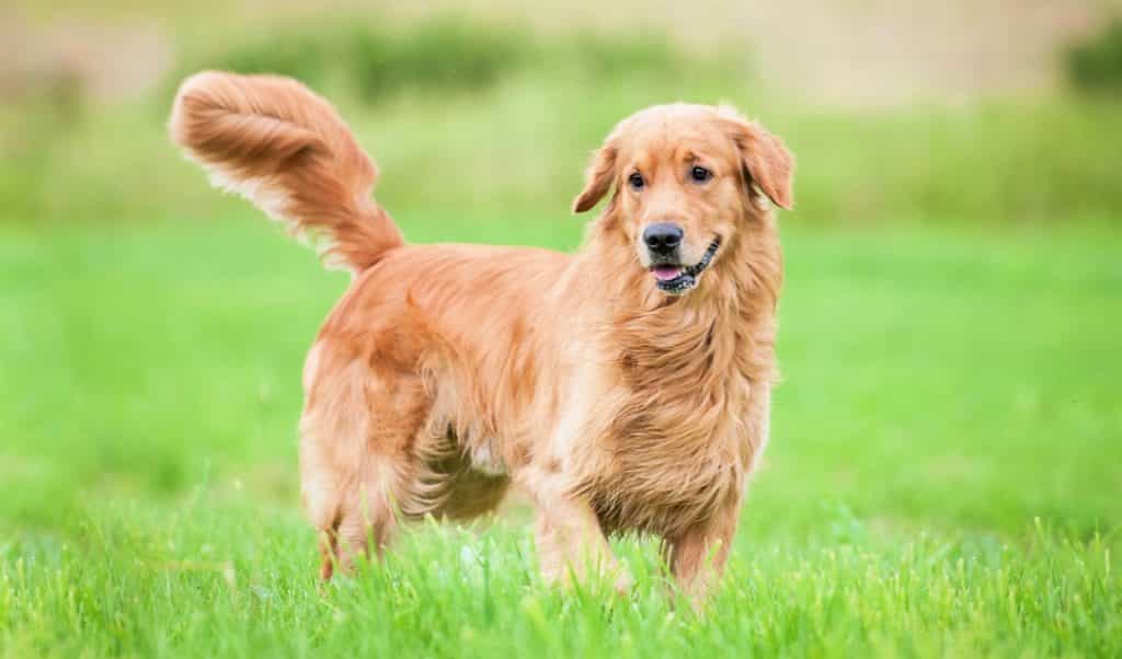 Hướng Dẫn Cách Chọn Lược Chải Lông Phù Hợp và Kỹ Thuật Chải Lông Rối Cho Chó