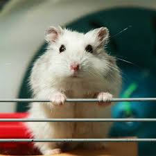 Cách để Dạy chuột hamster làm trò