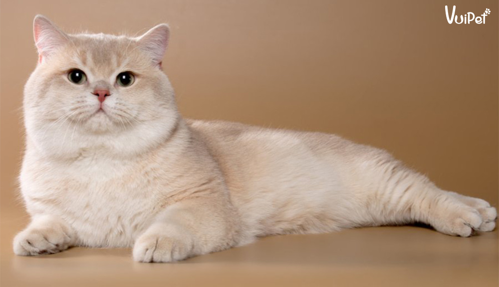 Cách nuôi và chăm sóc Mèo Tai Cụp Scottish Fold chi tiết nhất