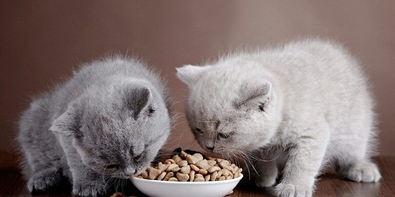 Top 9 thực phẩm của con người phù hợp làm thức ăn vặt cho mèo