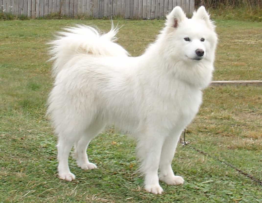 Tìm Hiểu Về Giống Chó Samoyed | Tính Cách & Kinh Nghiệm Nuôi