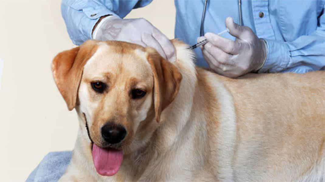 Cách sơ cứu và chữa trị vết thương cho chó