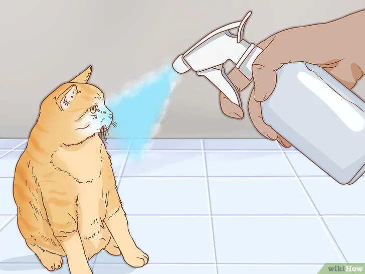 Cách để Chăm sóc Mèo